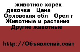 животное хорёк девочка › Цена ­ 3 500 - Орловская обл., Орел г. Животные и растения » Другие животные   
